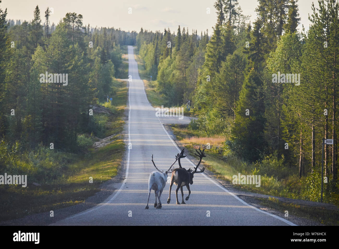 Rentier auf einer Straße, Muonio, Lappland, Finnland Stockfoto