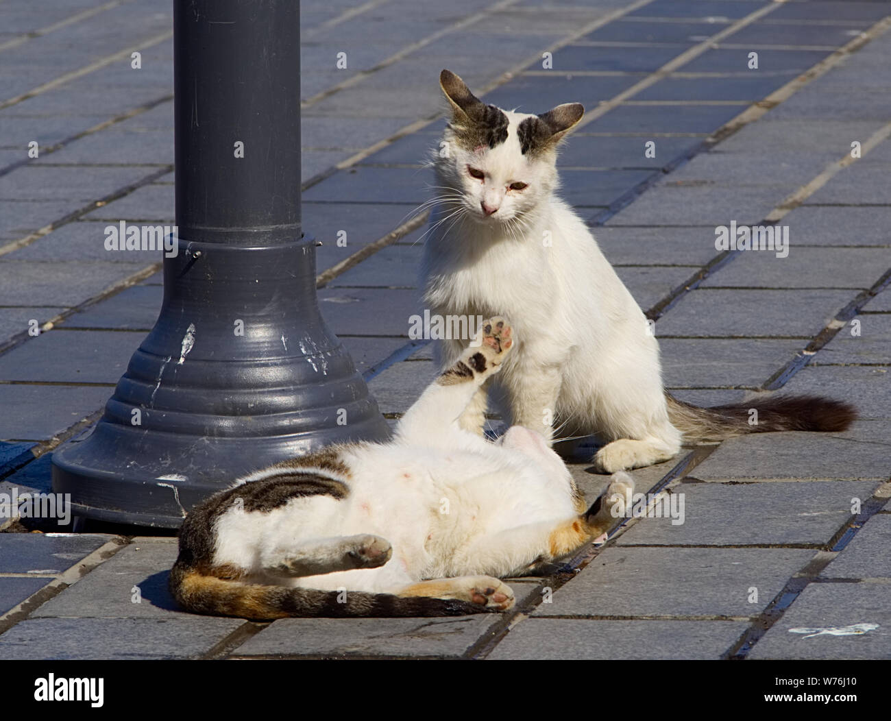 Zwei streunende Katzen spielen Stockfoto