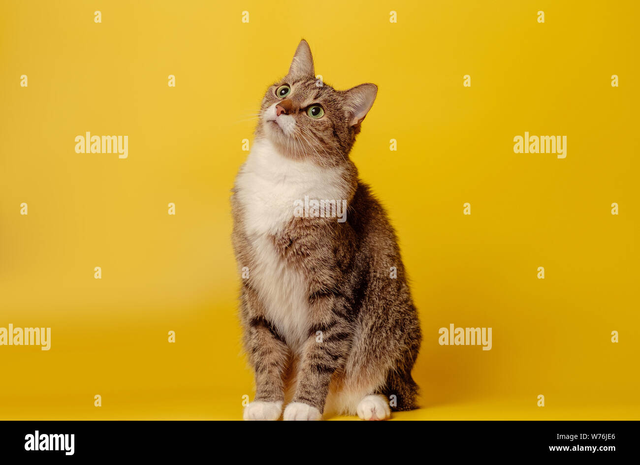 Aufmerksame Katze auf gelbem Hintergrund Stockfoto