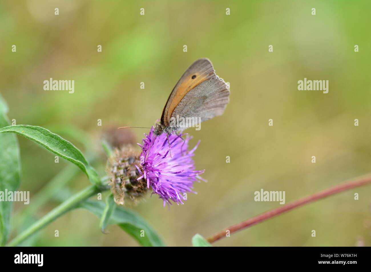 Kleine wiese Vogel - Heuschnupfen (Coenonympha pamphilus) auf lila Blüte in der grünen Natur mit Kopie Raum Stockfoto