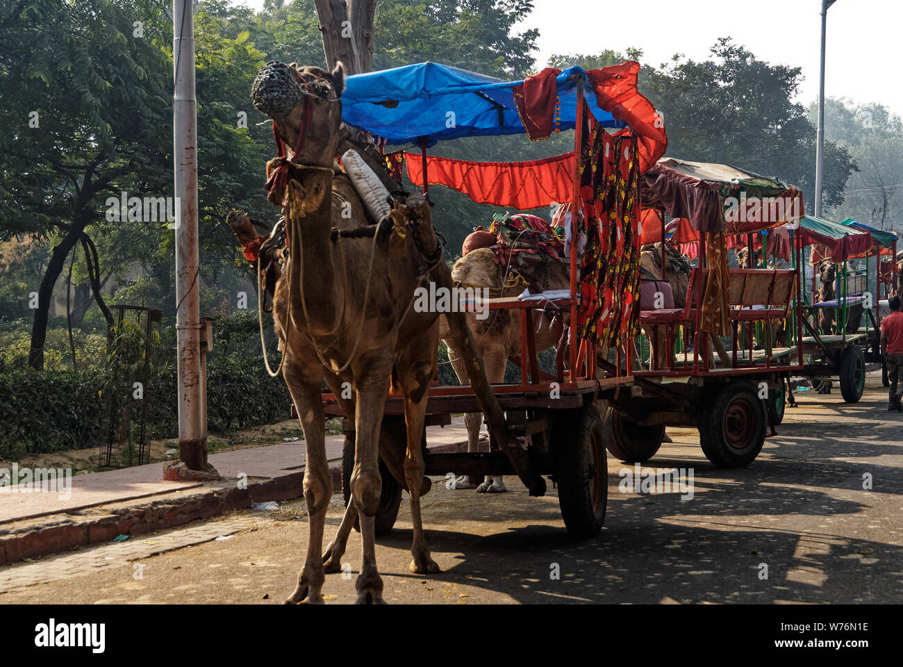 Eine touristische Attraktion in Indien, Kamele werden verwendet, Karren von Touristen zu ziehen, um die Sehenswürdigkeiten zu sehen. Stockfoto