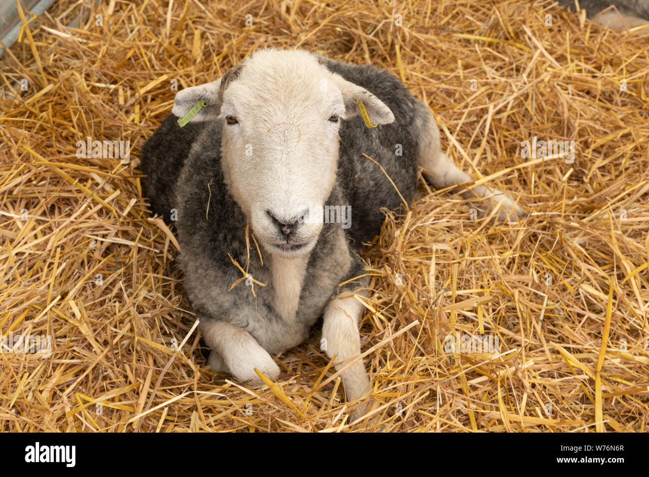 Herdwick-schafe, eine robuste Rasse von Viehbestand in Cumbria Stockfoto