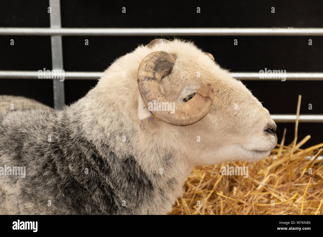 Ram, eine robuste Herdwick Schafzucht in Cumbria Stockfoto