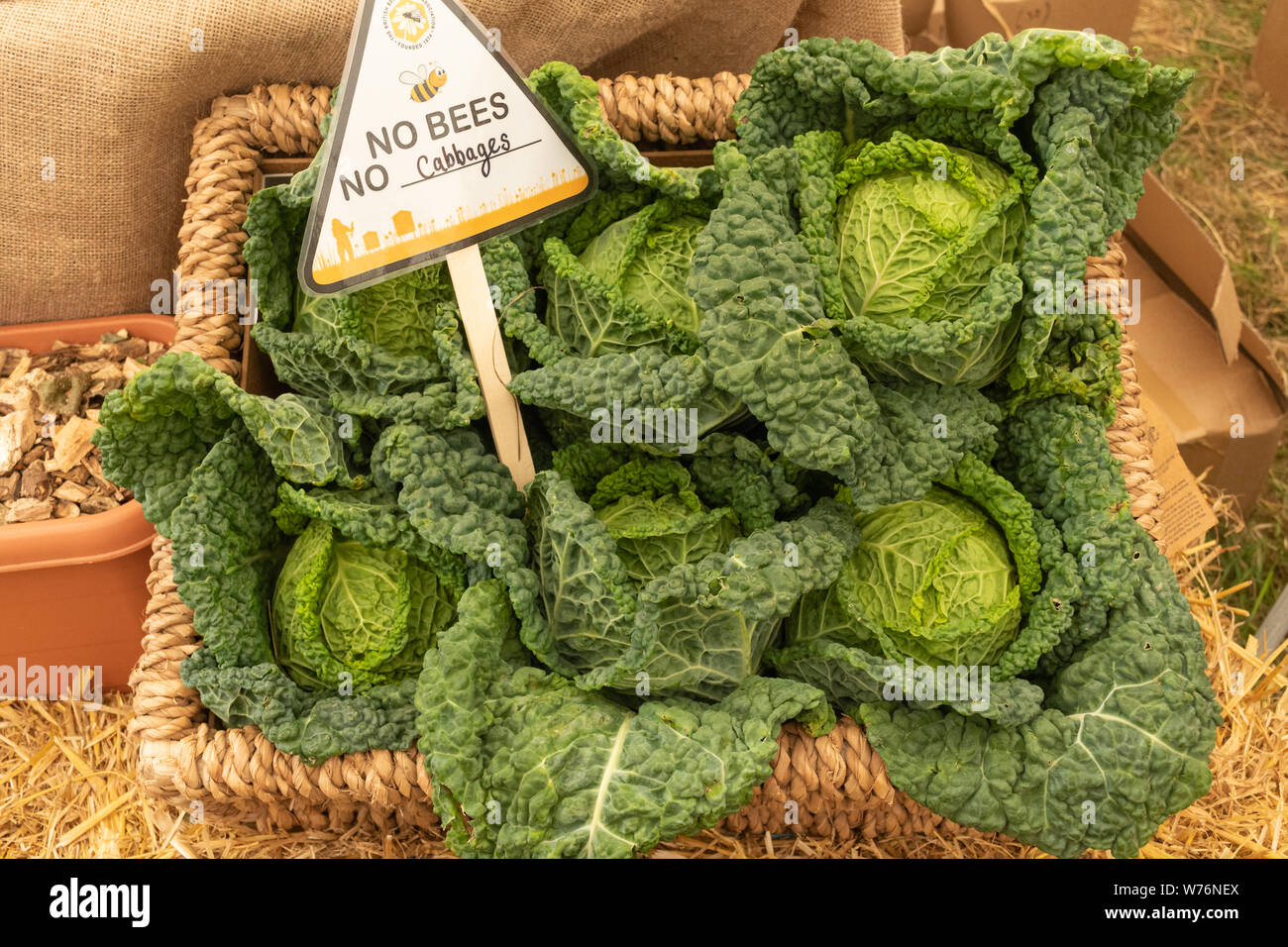 Korb der Kohl mit Schild keine Bienen keine Kopfkohl, in der Britischen Imkerverbandes Festzelt an der Countryfile Live 2019 Show, Großbritannien Stockfoto