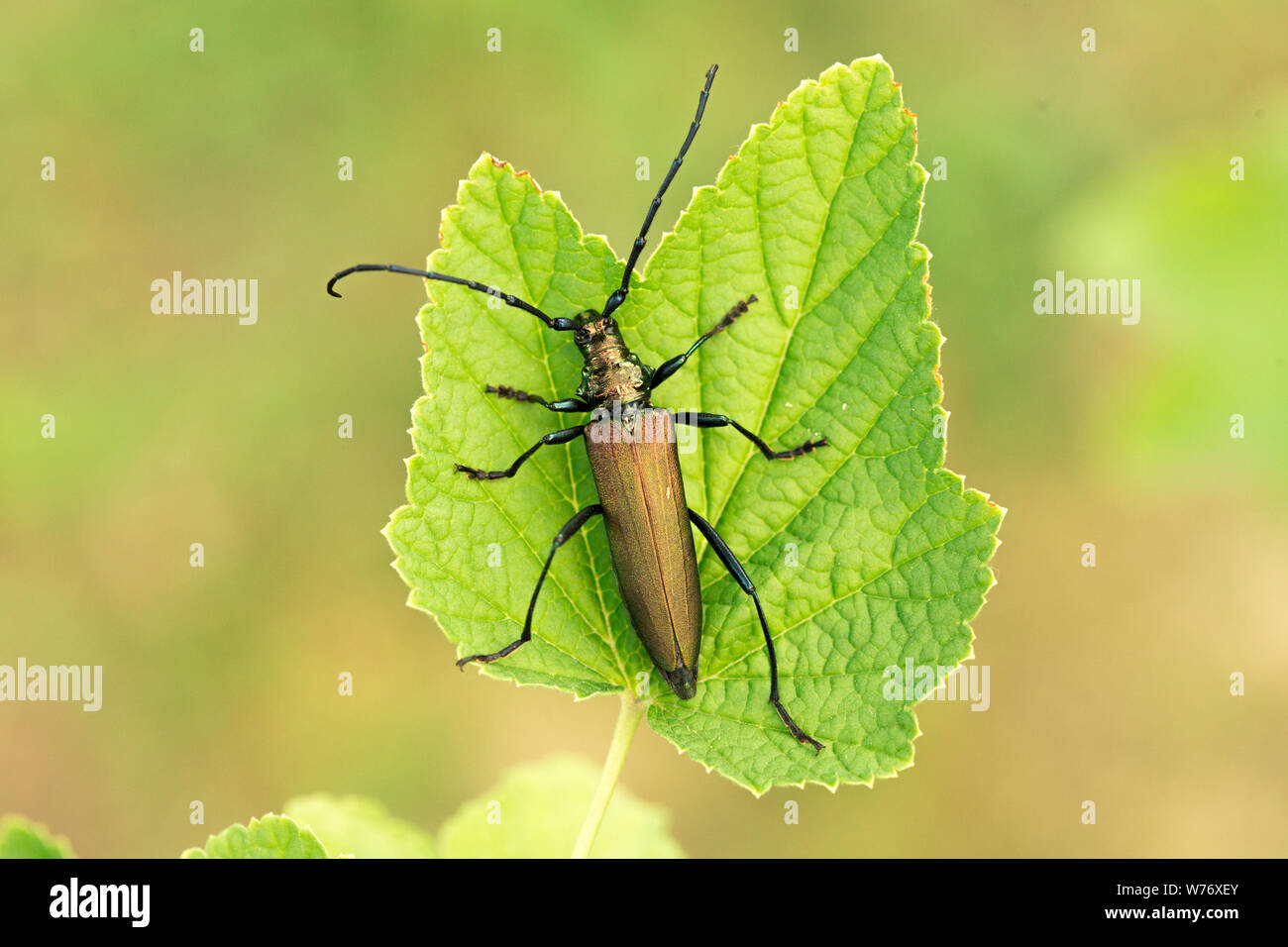 Aromia moschata Longhorn beetle Grün. Aromia moschata auf Blatt. Close Up. Stockfoto