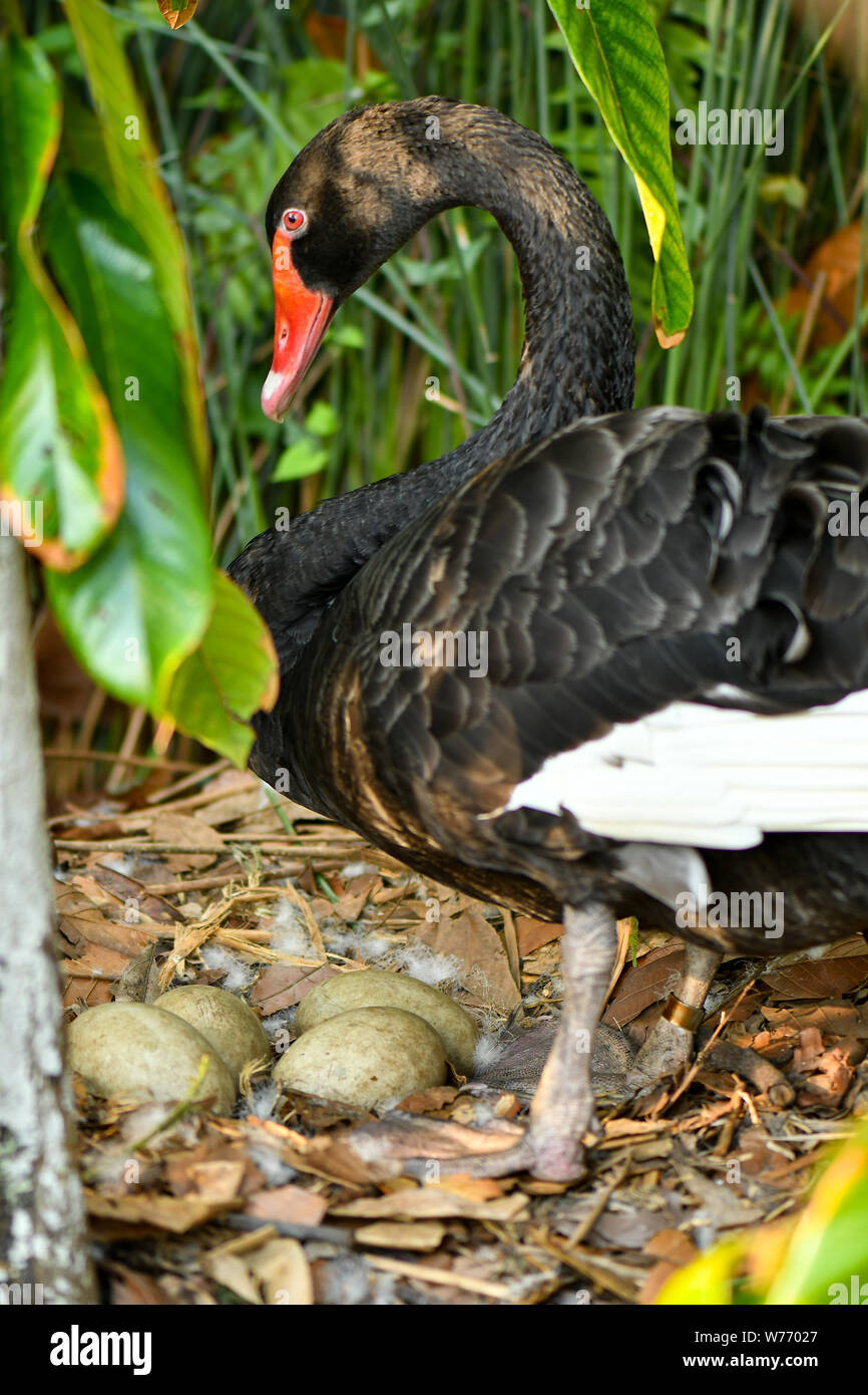 Black Swan nesting Eier in der Natur Umwelt Stockfoto