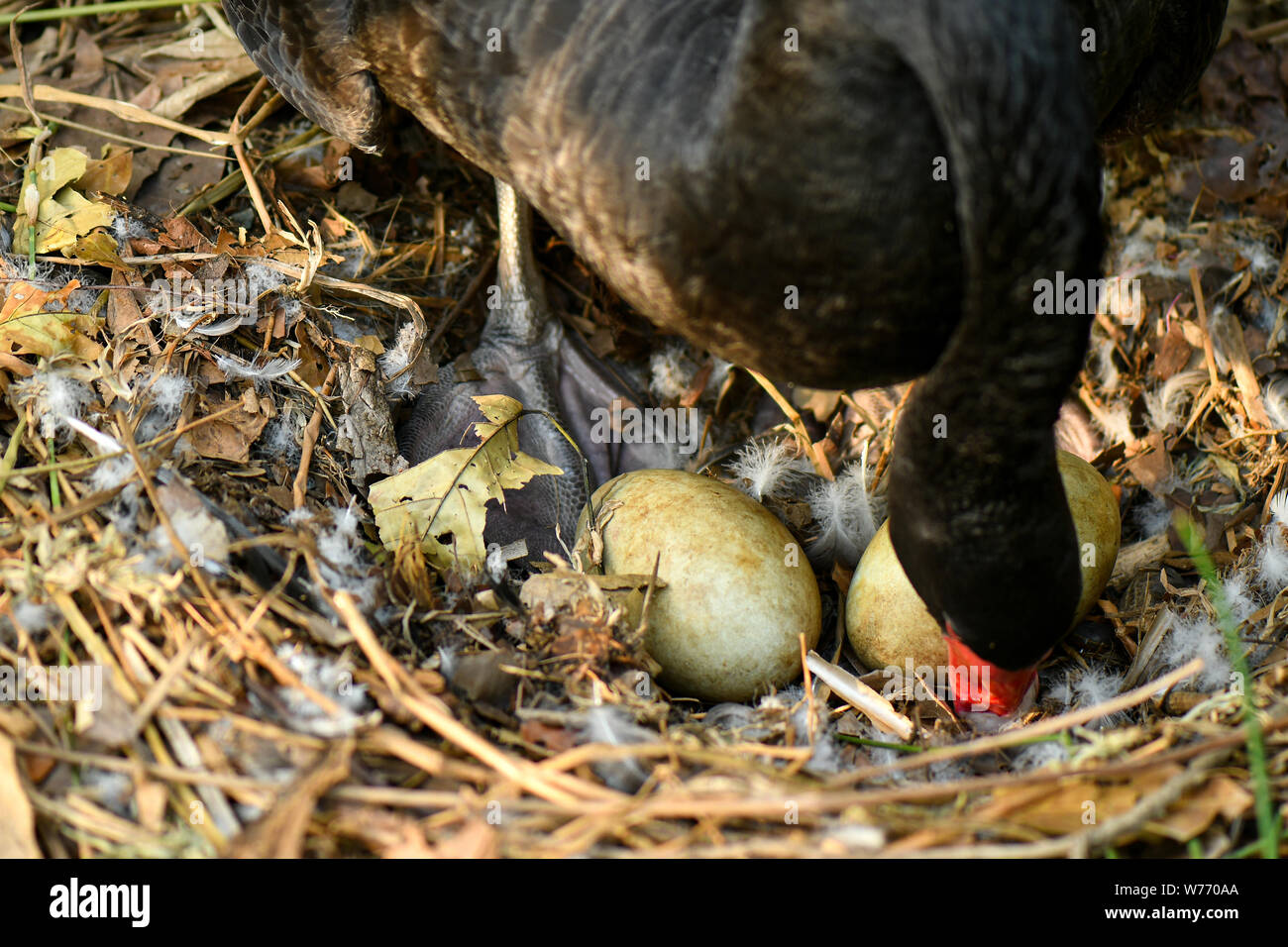 Black Swan nesting Eier in der Natur Umwelt Stockfoto