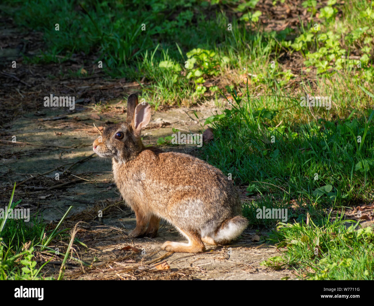 Wilde braun Europäischen Kaninchen in der Natur. Mich Nervös beobachten. Oryctolagus cuniculus. Aka coney. Stockfoto