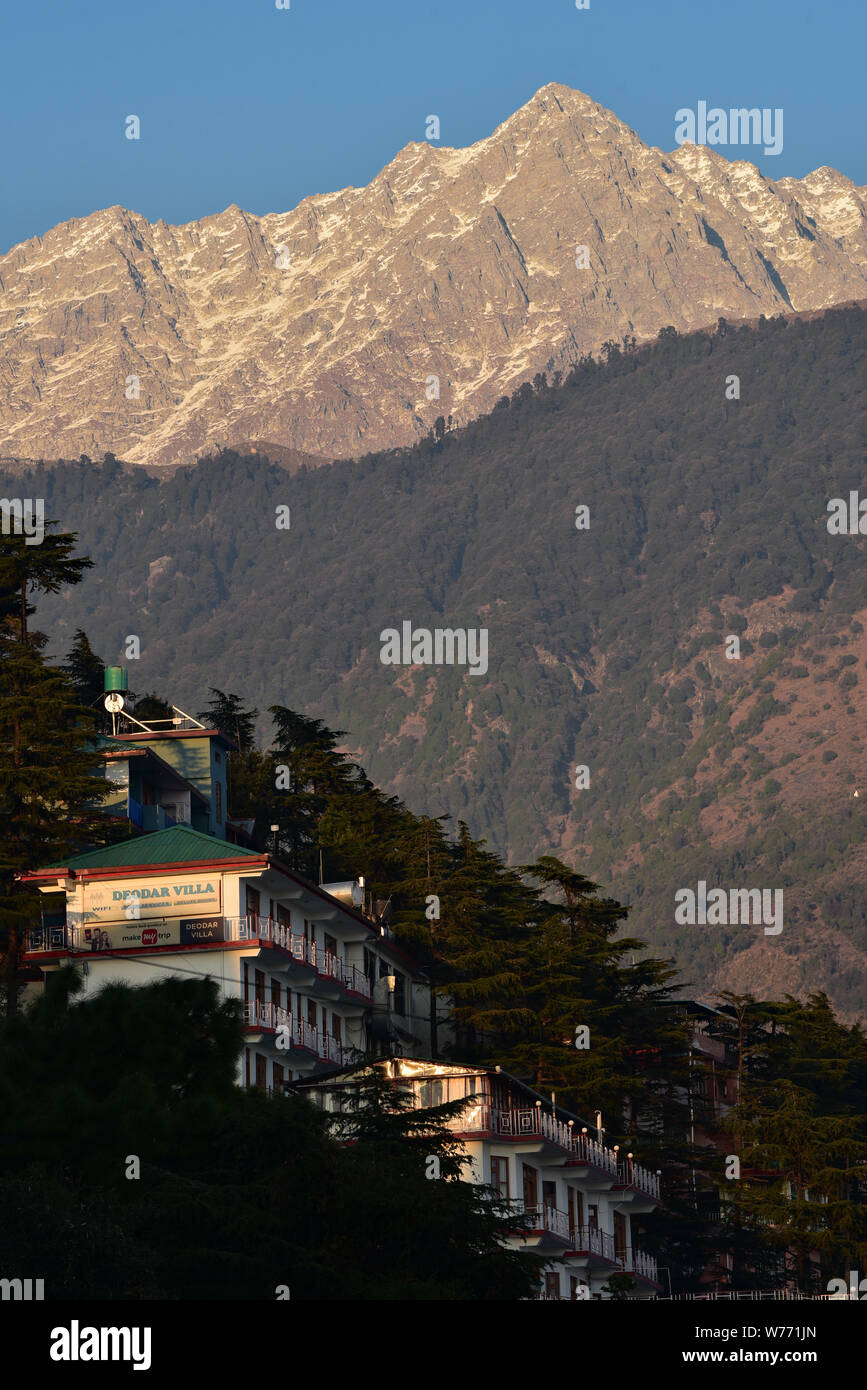 Morgen Licht auf Pensionen thront auf einem Hügel unterhalb der Dhauladhar Berge, McLeodganj, Kangra Bezirk, Nordindien, Asien. Stockfoto