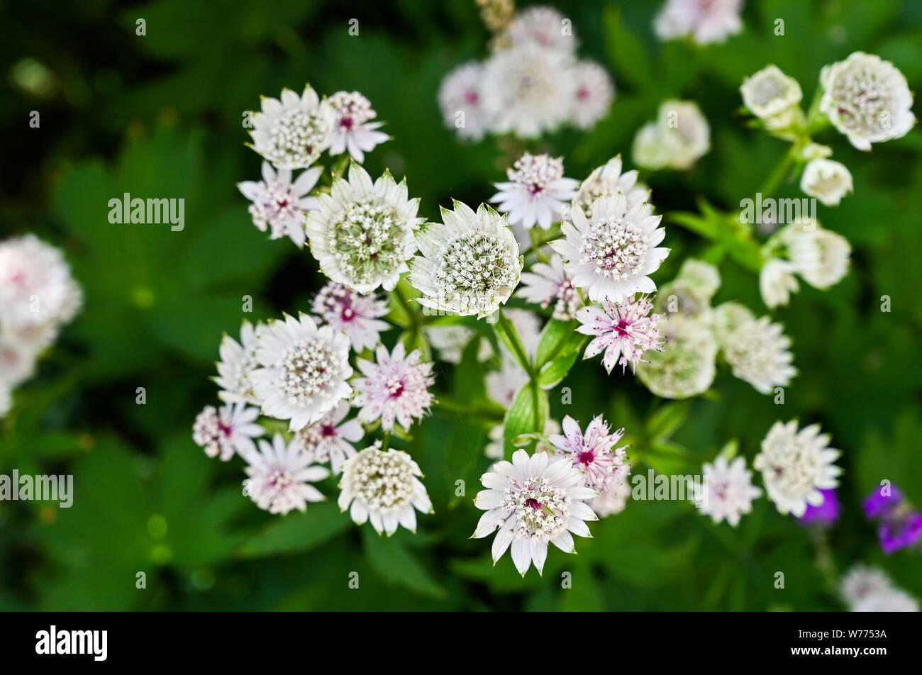 Hatties nadelkissen Blumen - astilbe - Masterwort wachsen in Großbritannien garten Schatten Foto aufgenommen von Simon Dack Stockfoto