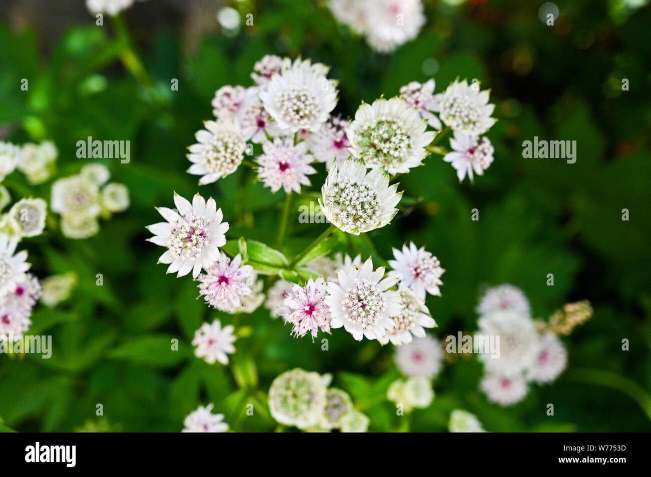 Hatties nadelkissen Blumen - astilbe - Masterwort wachsen in Großbritannien garten Schatten Foto aufgenommen von Simon Dack Stockfoto