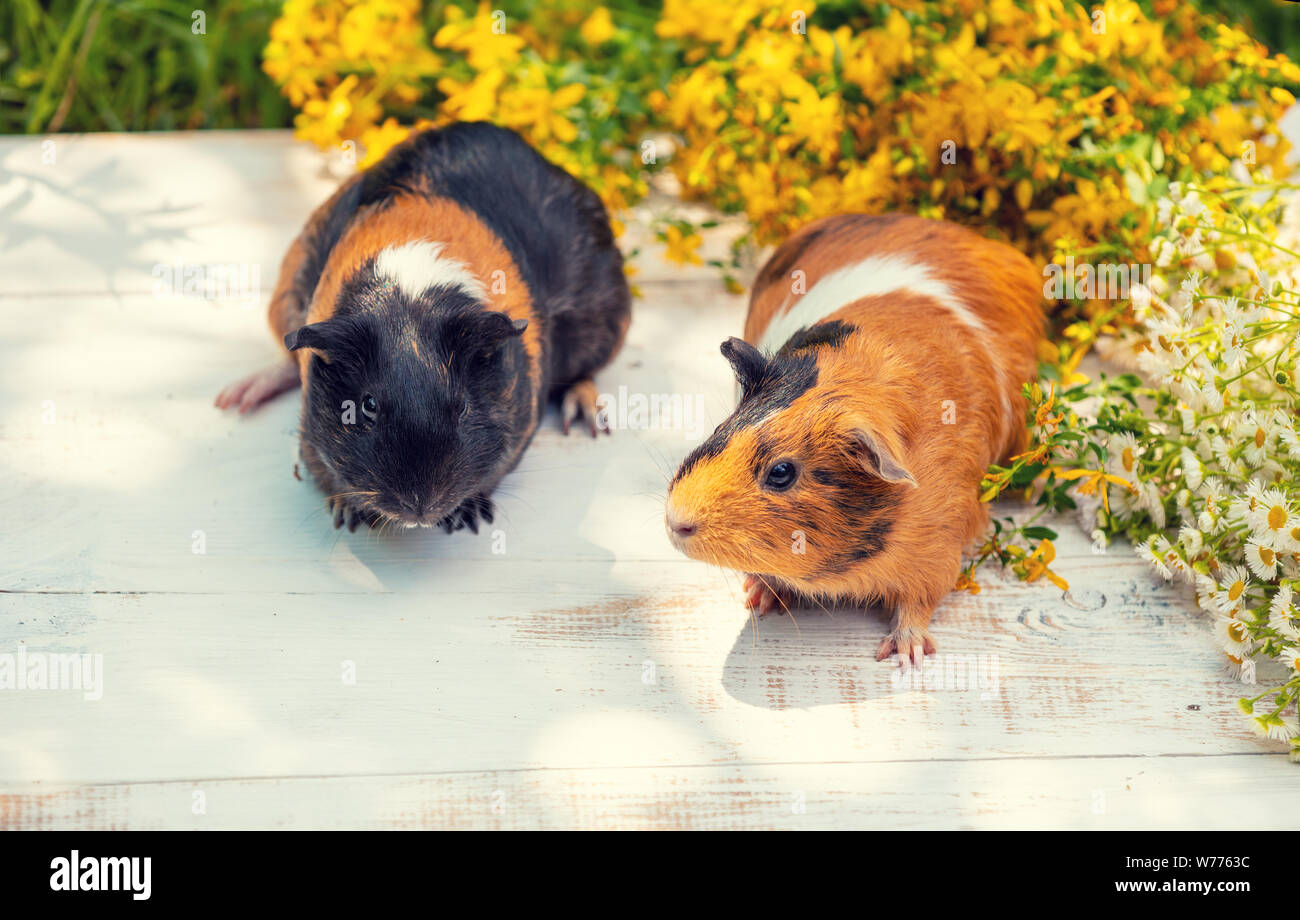 Zwei Meerschweinchen mit Blumen im Freien im Sommer Stockfoto