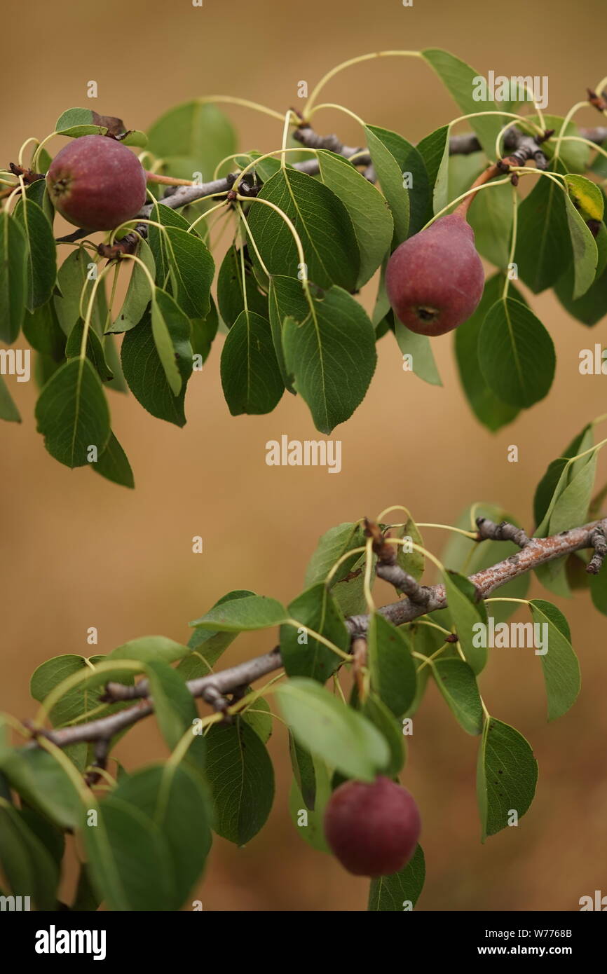 Junge Frucht Baum mit dunklen Burgund Birnen wachsen in den Sommergarten. Stockfoto