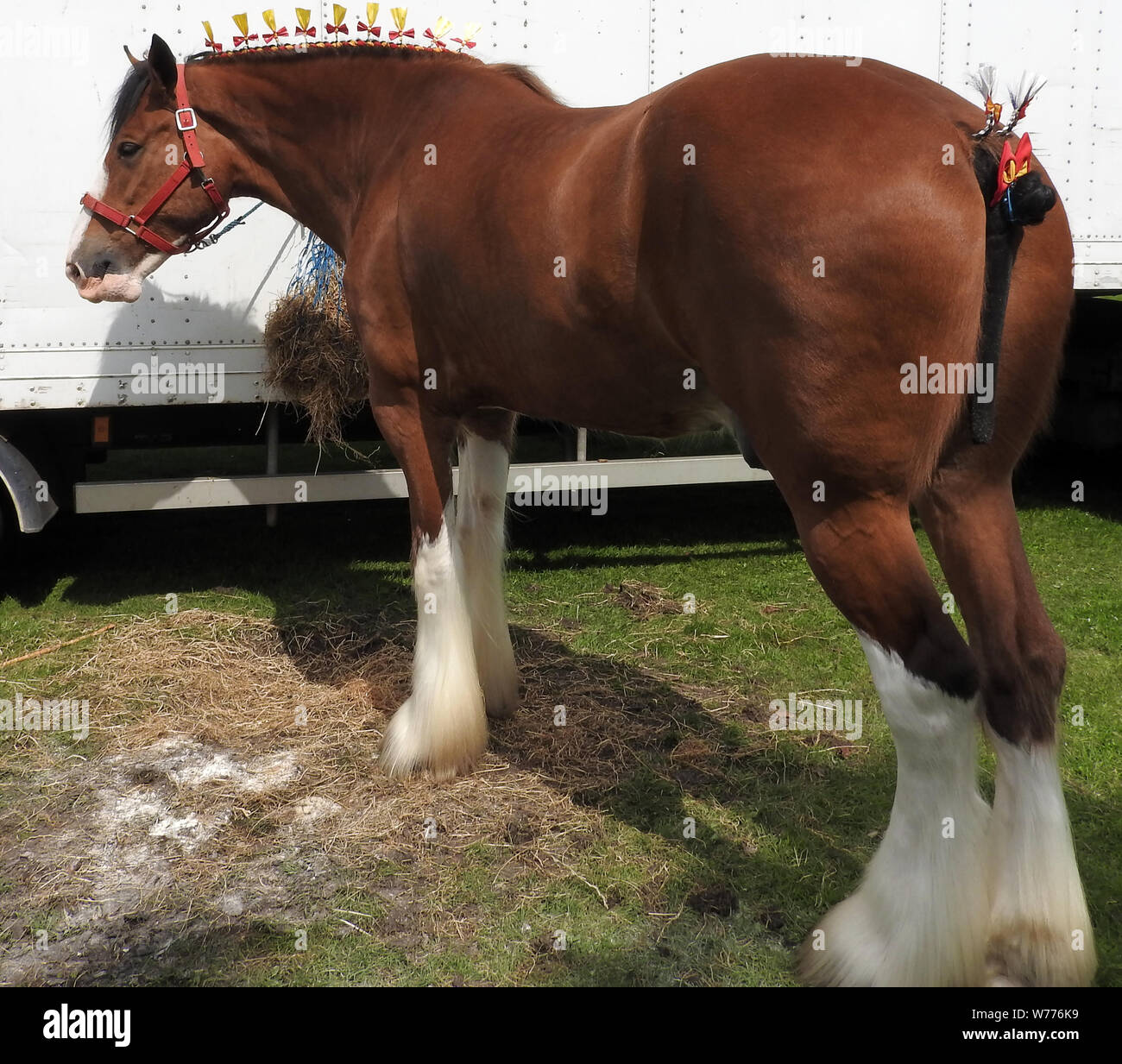Clydesdale Horse in Stranraer, Schottland, jährliche zeigen, Juli 2019 Stockfoto
