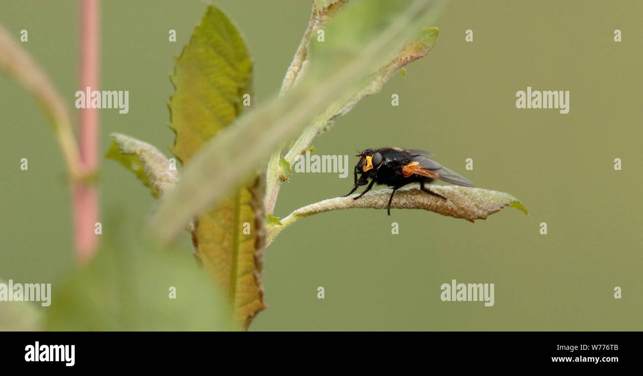 12:00 Uhr Fliegen Stockfoto