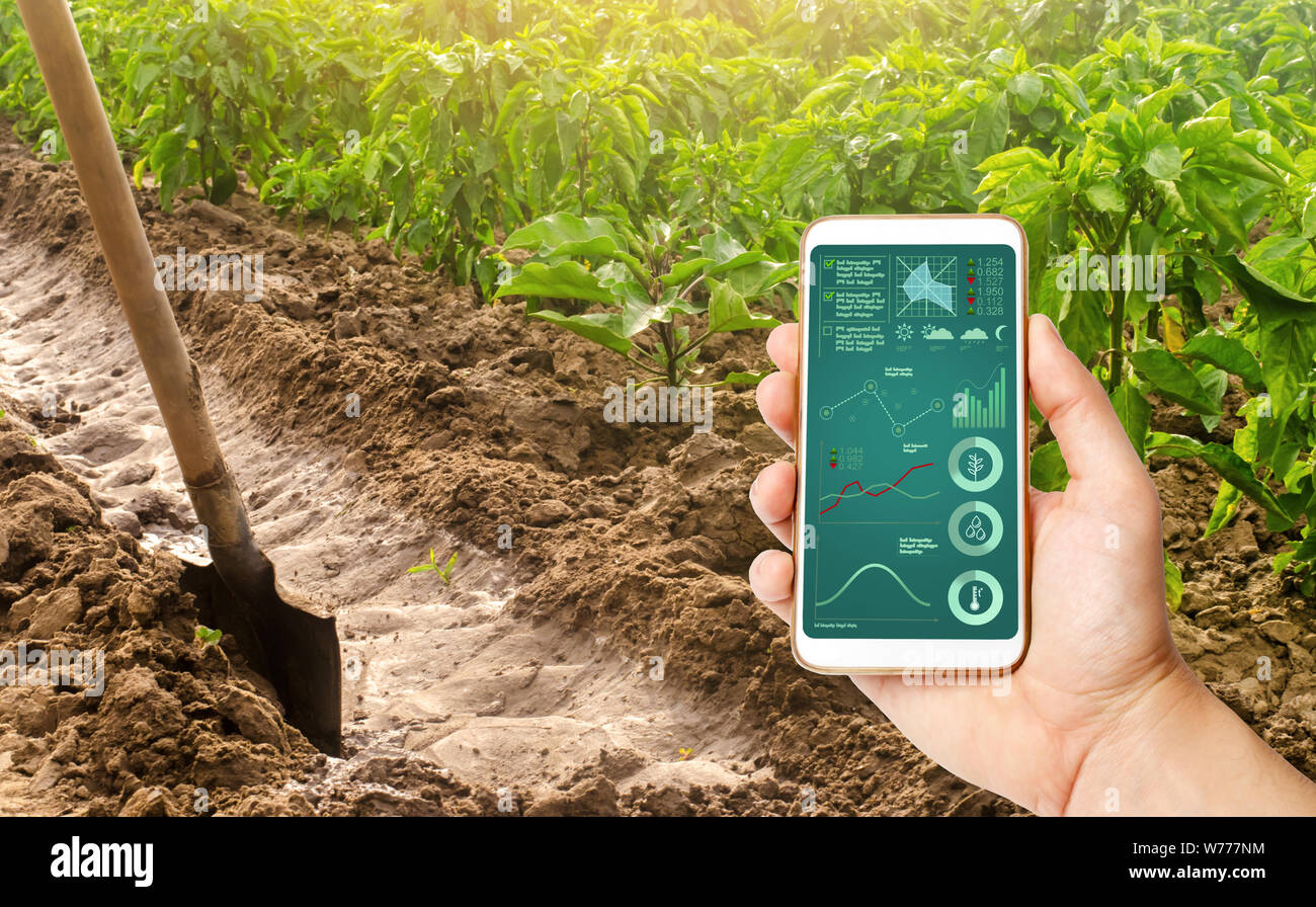 Eine Hand hält ein Smartphone mit Infografiken auf dem Hintergrund einer Pfeffer Plantage und Bewässerungskanal. traditionelle Methode der Bewässerung der f Stockfoto