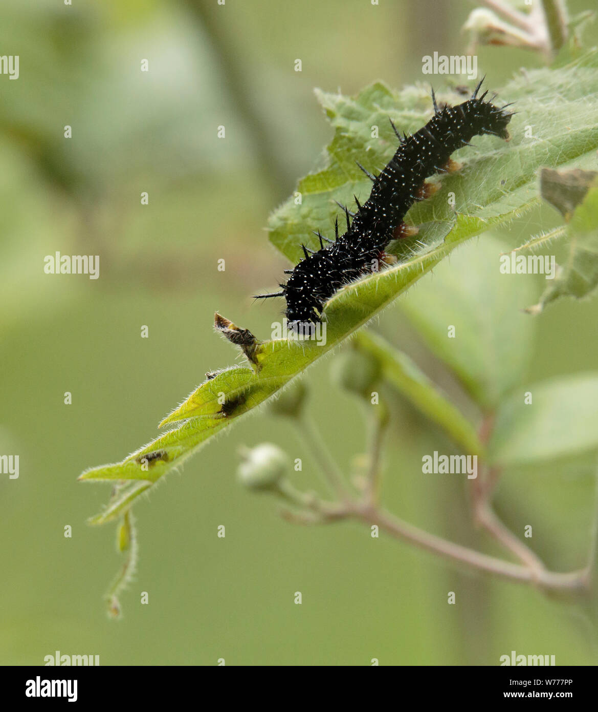 Tagpfauenauge Caterpillar Fütterung mit Brennnessel Stockfoto