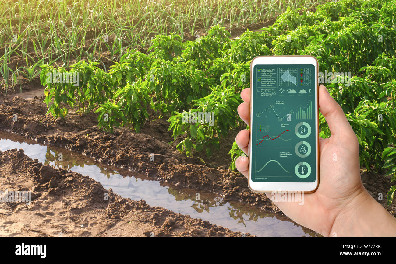 Ein Smartphone mit Infografiken auf dem Hintergrund von Paprika und Lauch Zwiebeln Plantagen. Anbau von Gemüse auf dem Bauernhof, die Ernte für den Verkauf. Agr Stockfoto