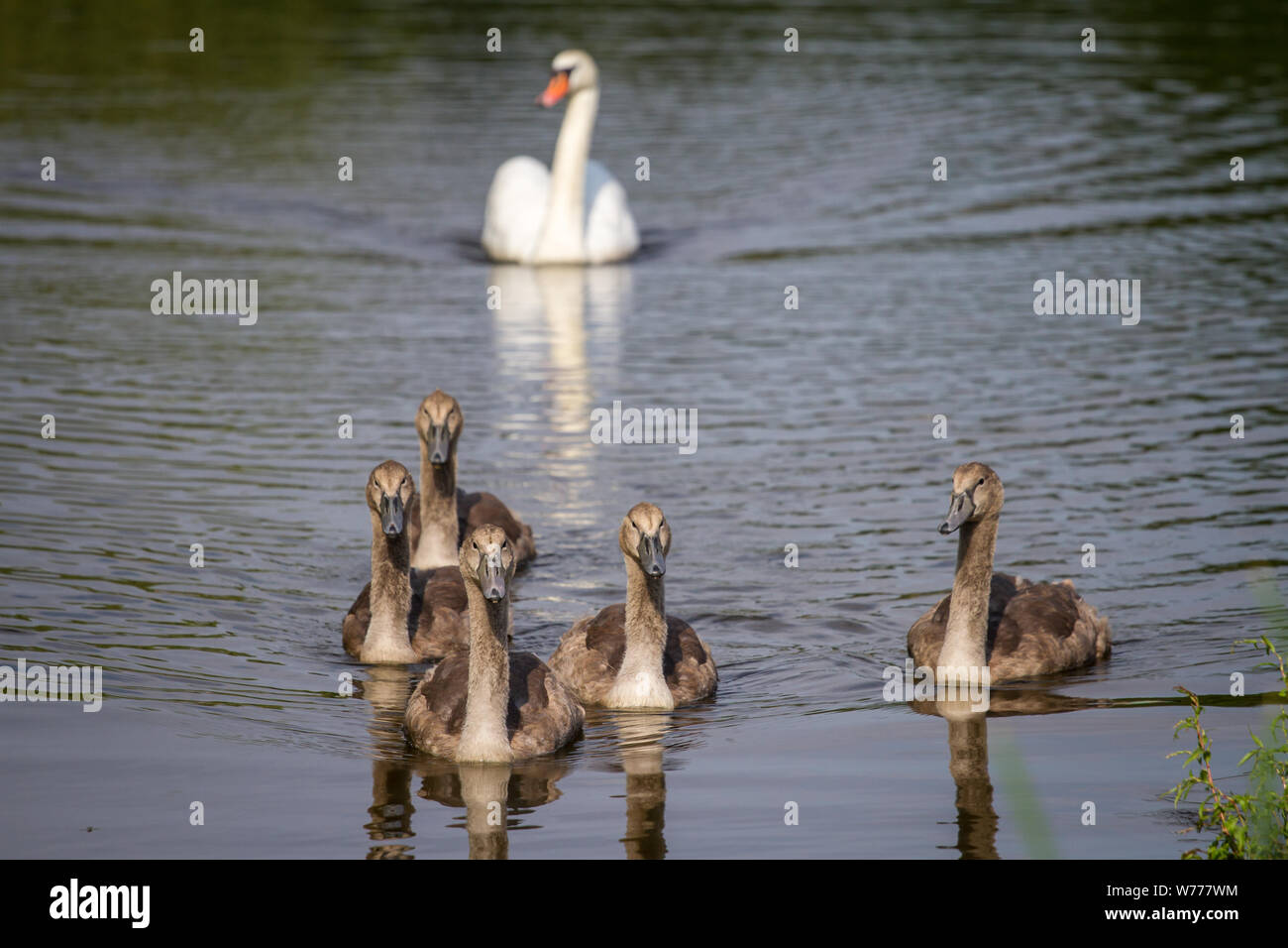 Schwäne schwimmen im Wasser Stockfoto