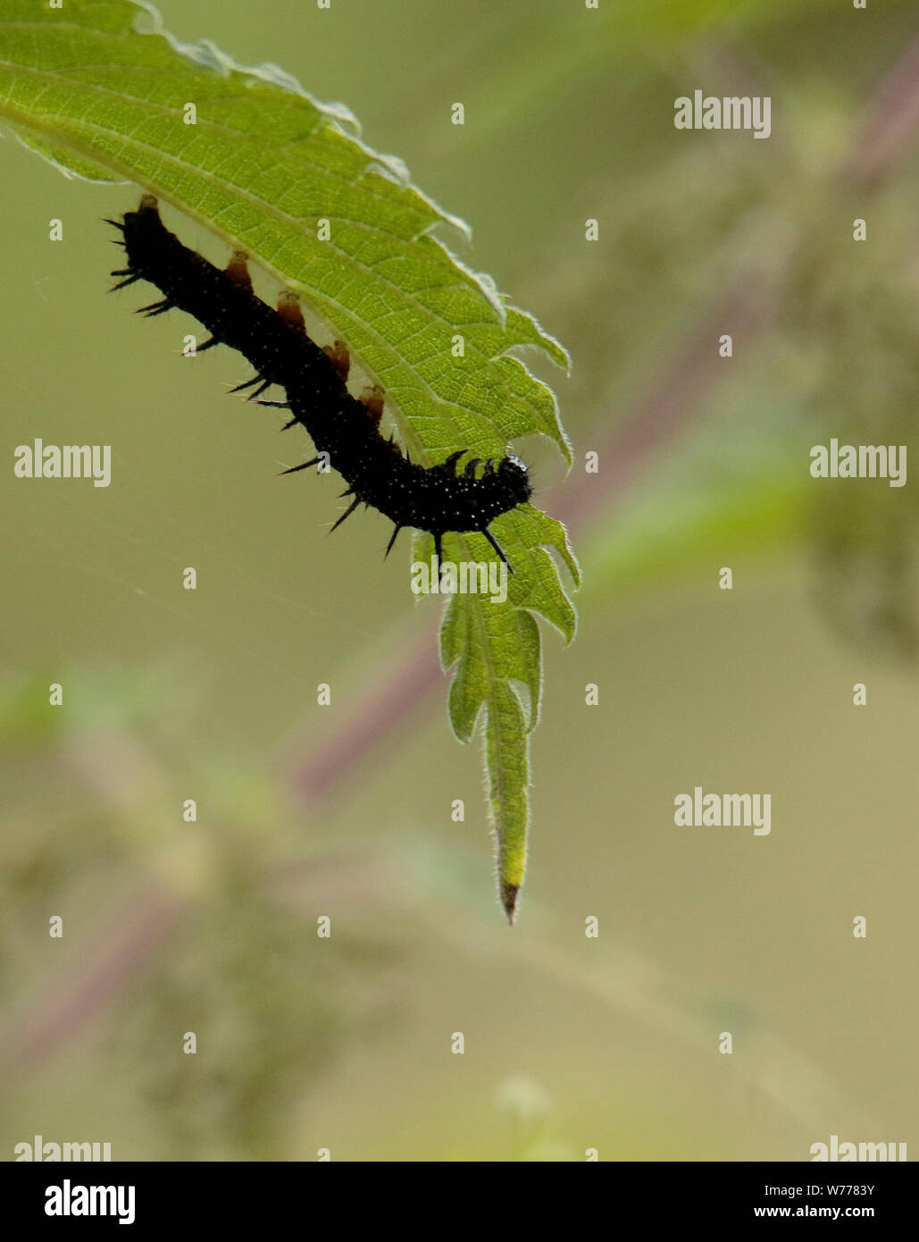 Tagpfauenauge Caterpillar Fütterung mit Brennnessel Stockfoto