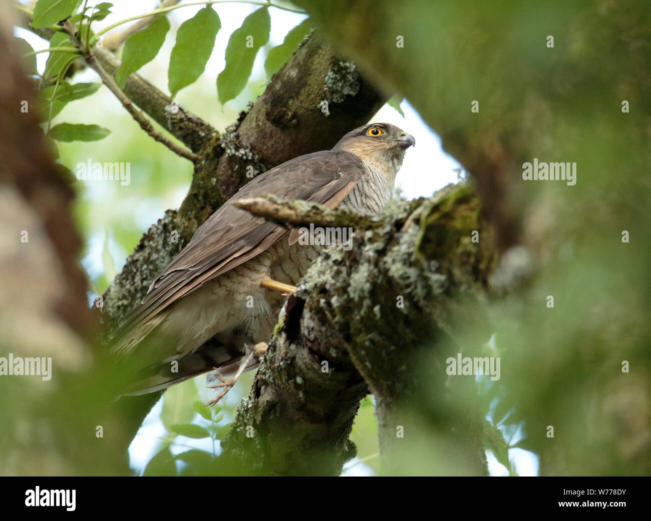 Sperber in Woodland. Stockfoto