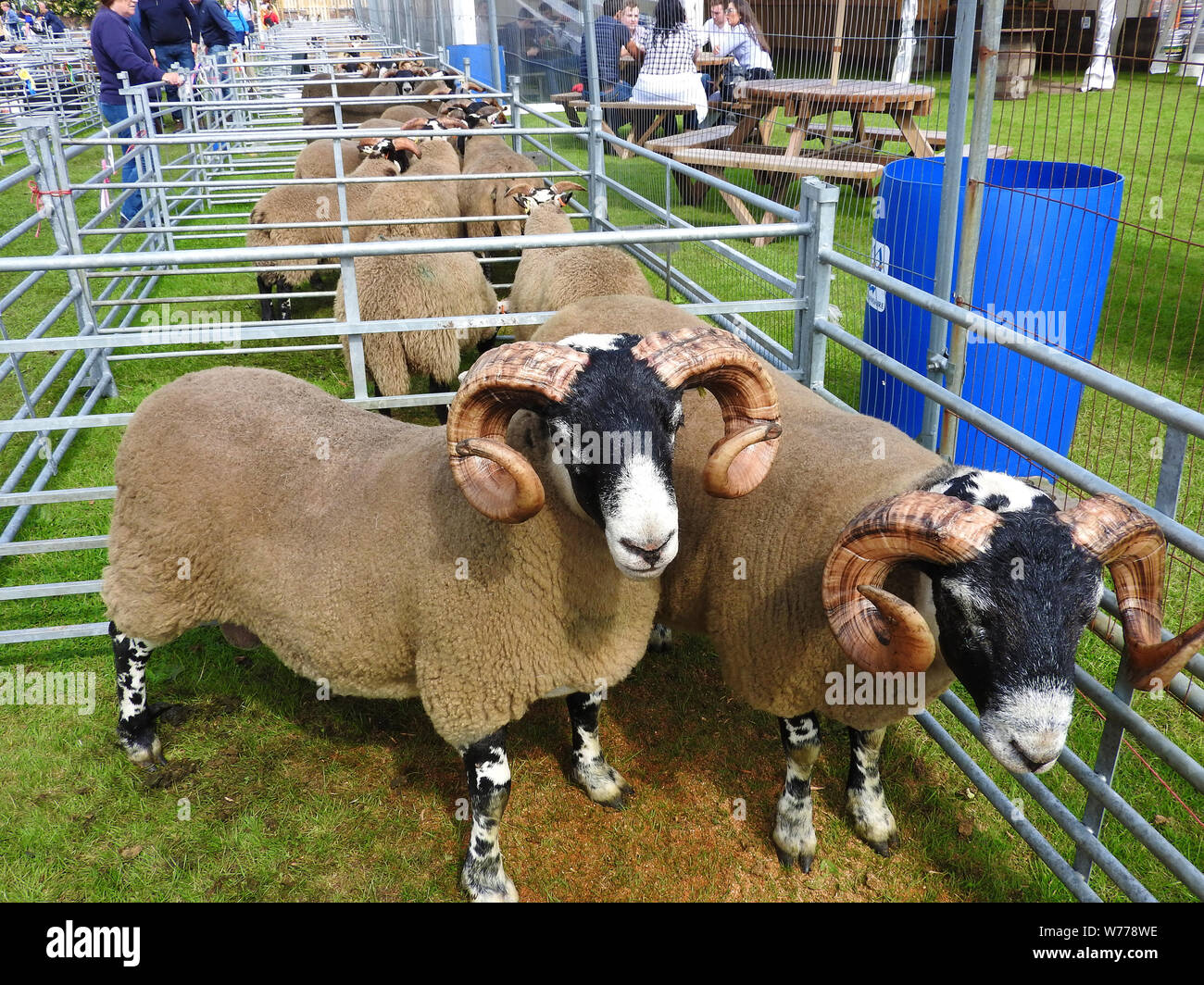 Blau konfrontiert Leicester Schaf mit Stranraer, Schottland, jährliche zeigen, Juli 2019 Stockfoto