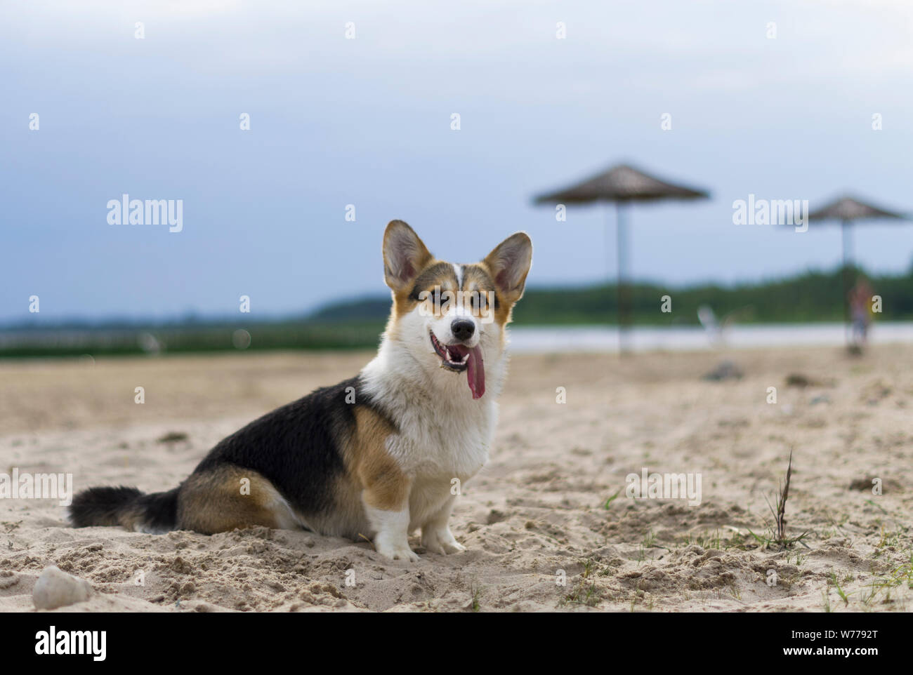 Welsh Corgi Pembroke Hund mit herausgestreckter Zunge sitzen auf dem Sand, See, Strand in Weißrussland, Bitetto Stockfoto