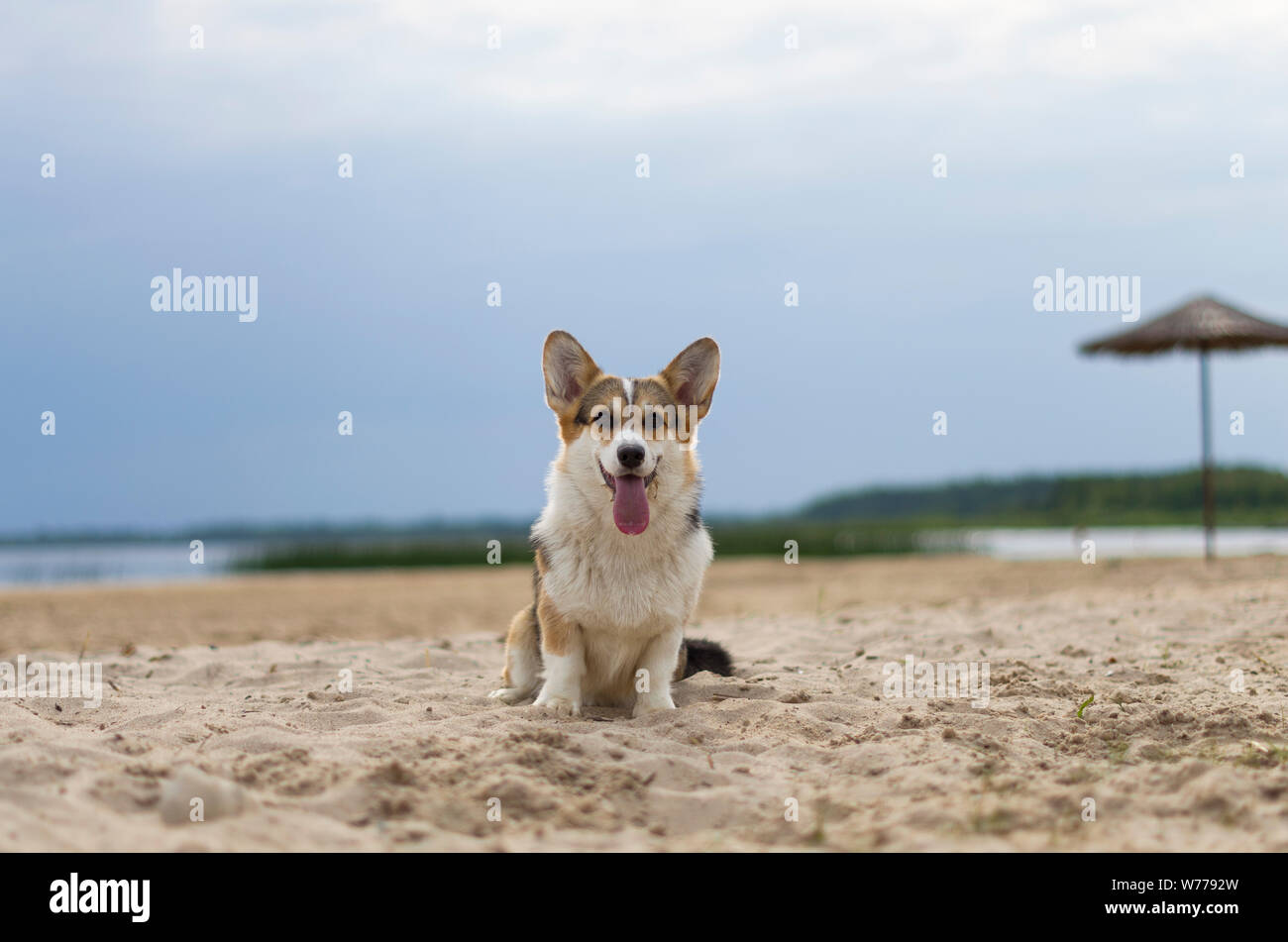 Welsh Corgi Pembroke Hund mit herausgestreckter Zunge sitzen auf dem Sand, See, Strand in Weißrussland, Bitetto Stockfoto