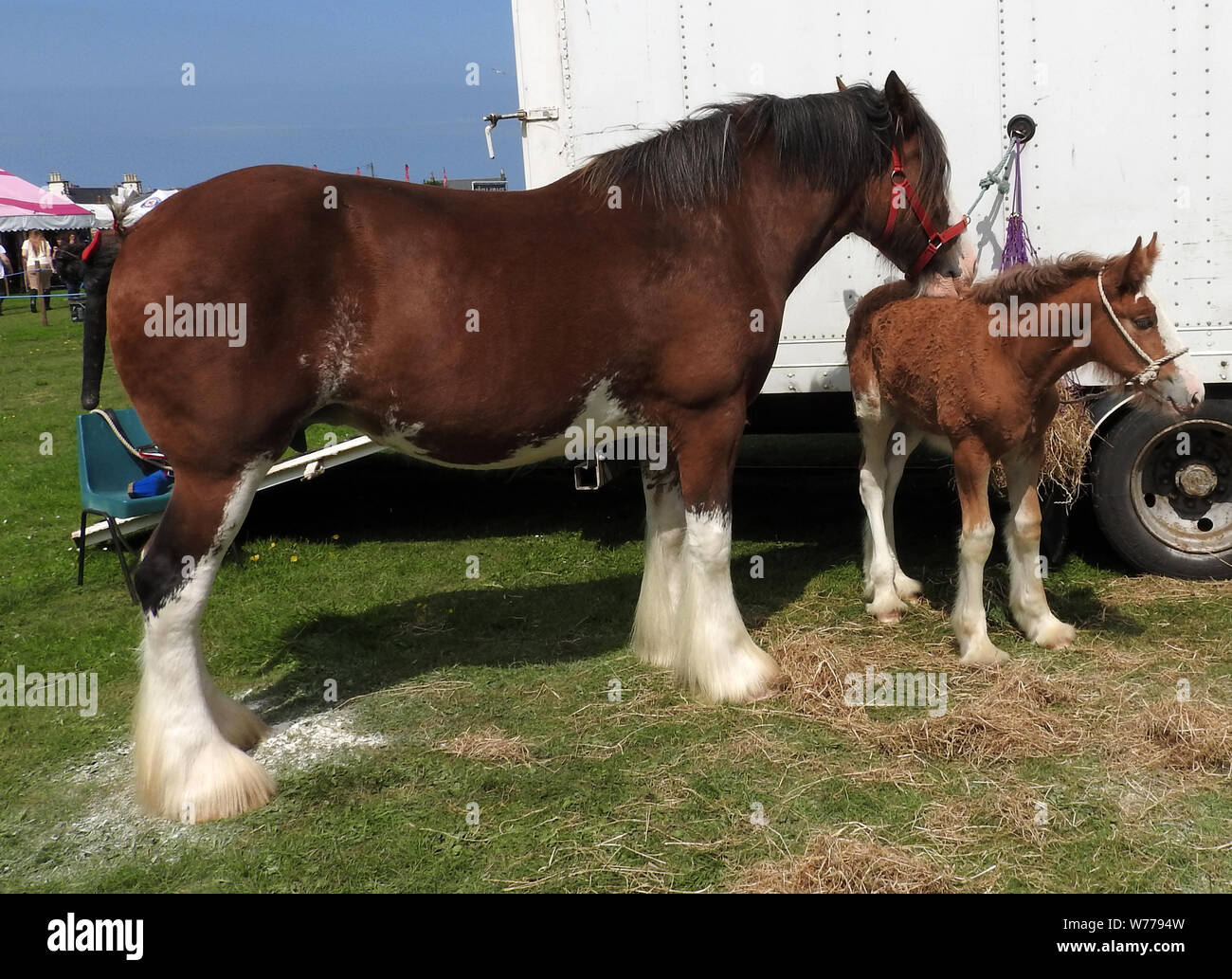Ein Clydesdale Pferd und Fohlen bei Stranraer, Schottland, jährliche zeigen, Juli 2019 Stockfoto