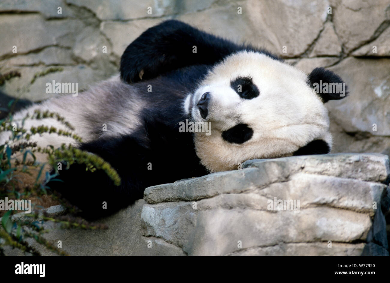 Ein riesiger Panda, die Hauptattraktion auf nationaler Zoo der Smithsonian Institution, Washington, D.C physikalische Beschreibung: 1 Transparenz: Farbe; 4 x 5 in. oder kleiner. Hinweise: Titel, Datum, und Schlüsselwörter vom Fotografen zur Verfügung gestellt.; digitale Bild von Carol M. Highsmith ihrem ursprünglichen Film Transparenz zu vertreten; einige Details können zwischen dem Film und den digitalen Bildern abweichen.; ist Teil der Wählt Serie im Carol M. Highsmith Archiv.; Geschenk und kaufen; Carol M. Highsmith; 2011; (DLC/PP 2011: 124).; Stockfoto