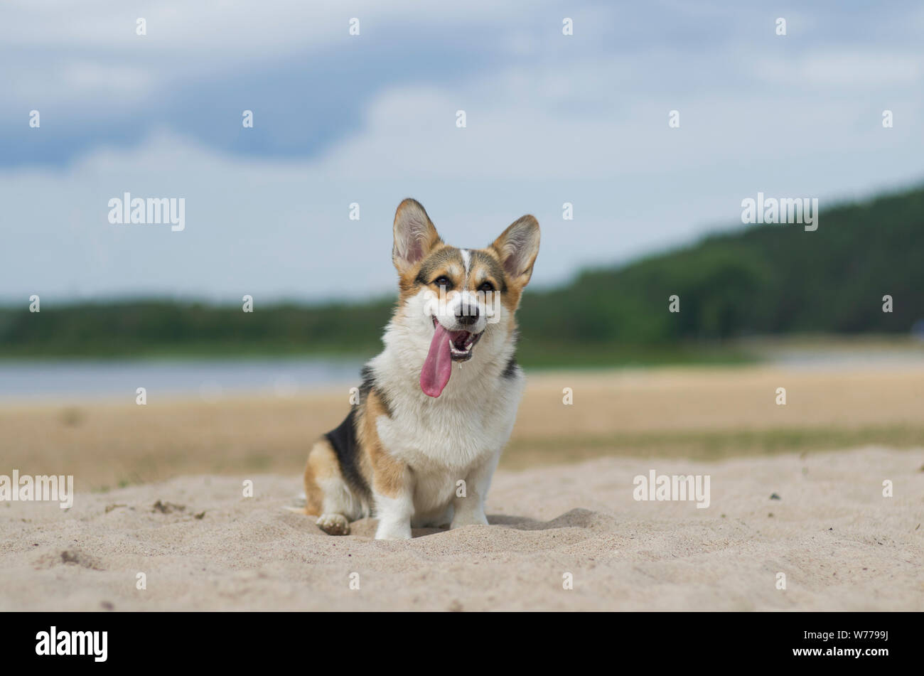 Welsh Corgi Pembroke Hund auf dem Sand Strand entspannen und sonnenbaden, Sommer, Belarus, Lake Shore Bitetto Stockfoto