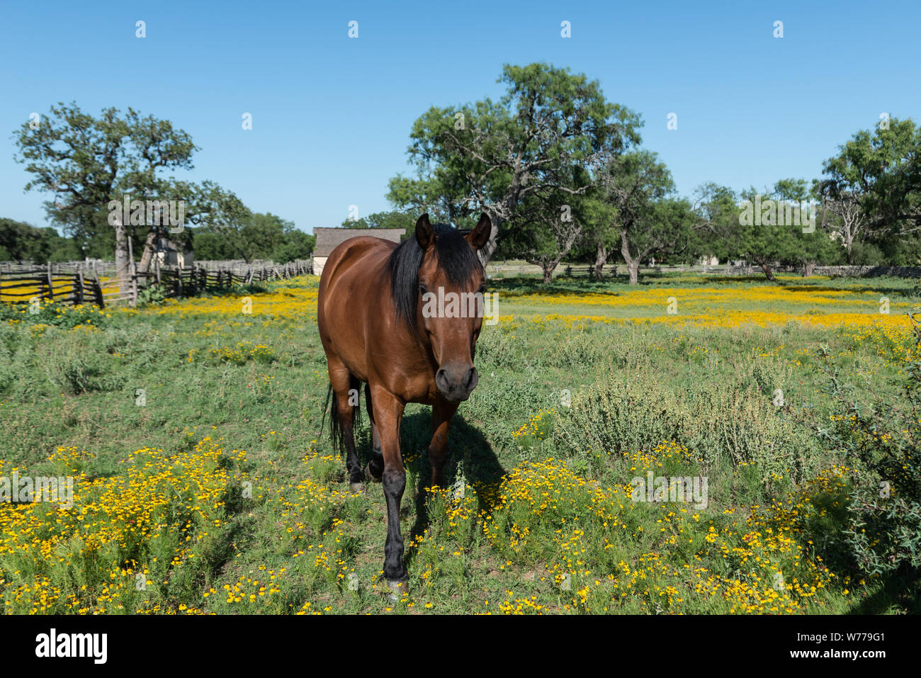 Ein Pferd steht in einem WILDFLOWER - reiche National Park Service Wiese in Johnson City, Texas, physische Beschreibung: 1 Foto: digital, tiff-Datei, Farbe. Hinweise: Titel, Datum, und die Schlüsselwörter, die auf Informationen der Fotograf.; Geschenk; Die lyda Hill Foundation; 2014; (DLC/PP 2014: 054).; Teil: Lyda Hill Texas Sammlung von Fotografien in Carol M. Highsmith ist Amerika Projekt in der Carol M. Highsmith Archiv.; Stockfoto