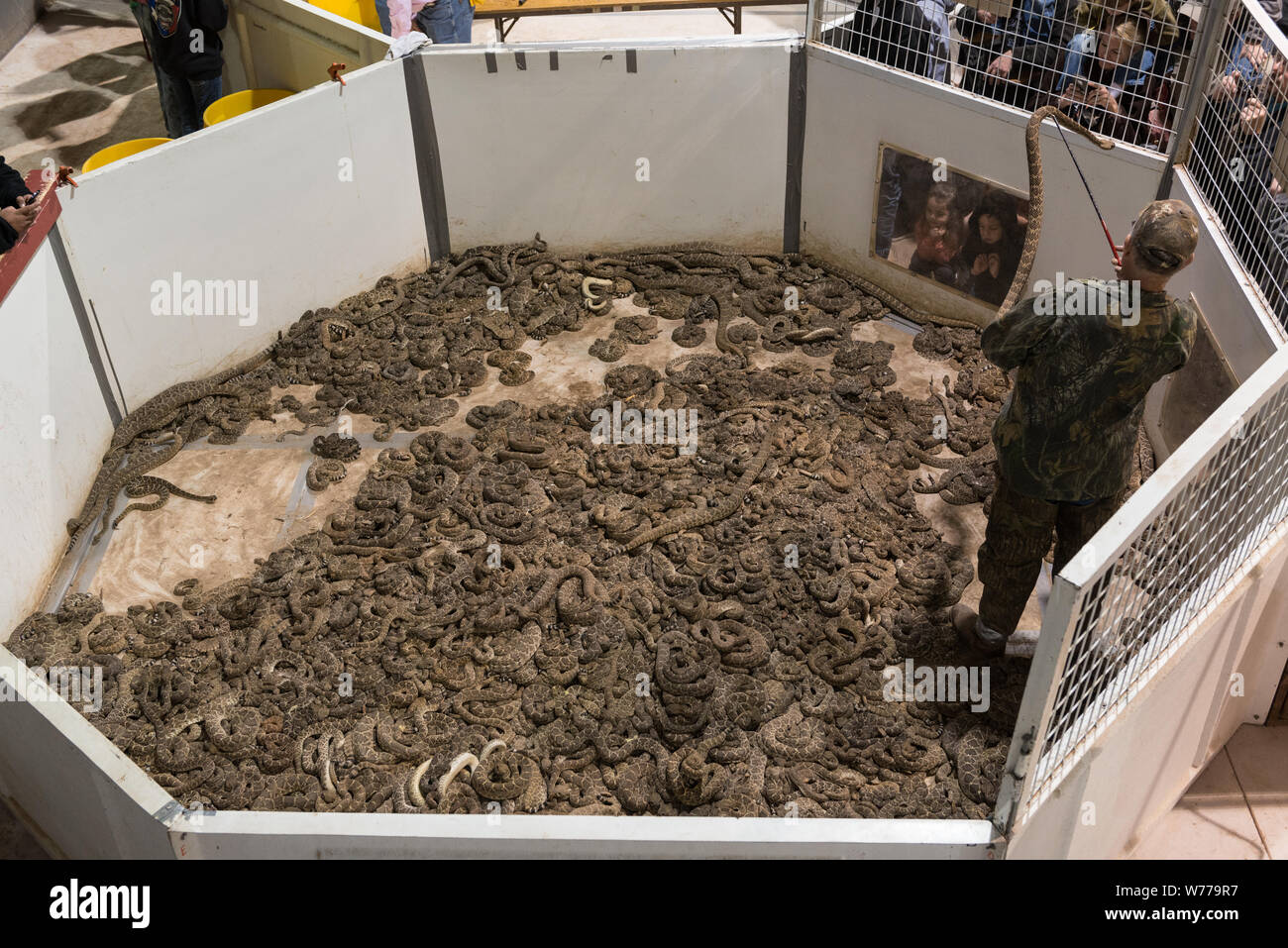 Eine wörtliche Grube der Vipern auf der weltweit größten Klapperschlange Roundup in Sweetwater, Texas, physische Beschreibung: 1 Foto: digital, tiff-Datei, Farbe. Anmerkungen: Seit 1958, der Fall, gefördert und durch das Sweetwater Jaycees ausführen, hat jährlich im März gehalten worden am Nolan County Coliseum. Die Runde war als eine Möglichkeit, die Bevölkerung von Schlangen in Ihren brushy Bereich von Texas zu steuern. Entsprechend der Jaycees, die große Bevölkerung der Klapperschlangen schädigen Bauern und Viehzüchter, die ihre Tiere verloren, zu diesen natürlichen Feinde waren. Heute ist die Round-up zieht Zehntausende Stockfoto