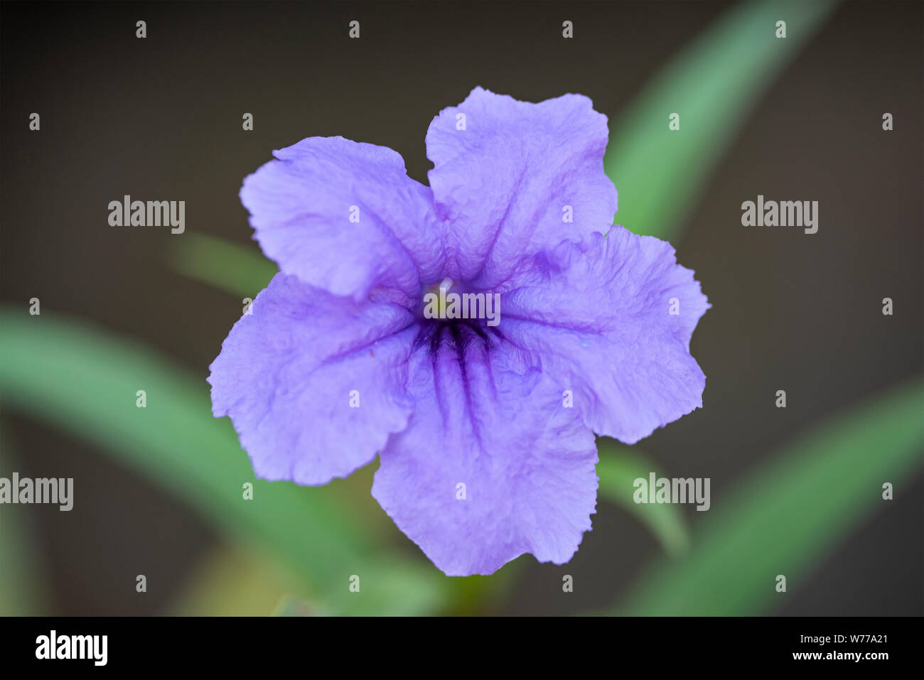 Lila Blume des Mexikanischen petunia Close up in natürlichem Licht, Koh Chang Insel, Thailand. Stockfoto