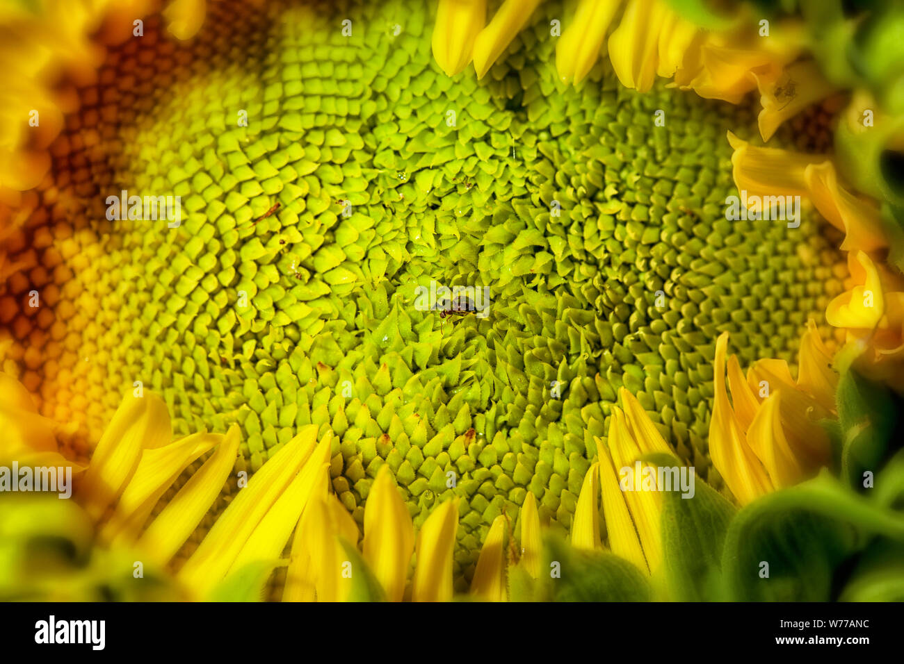 - Nahaufnahme der Samen noch Grün, auf eine Sonnenblume. Ant in der Mitte der Samen Stockfoto