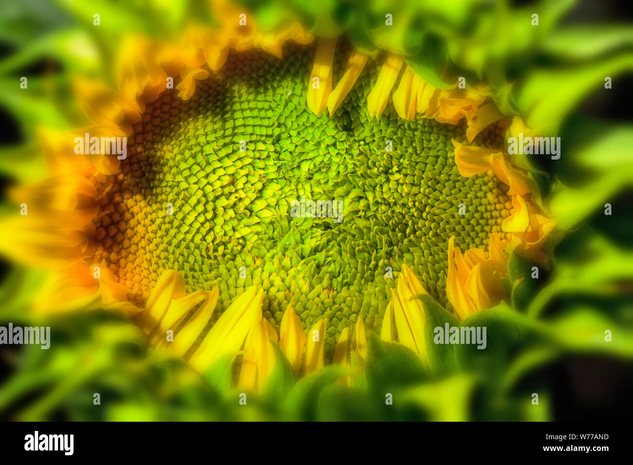- Nahaufnahme der Samen noch Grün, auf eine Sonnenblume Stockfoto
