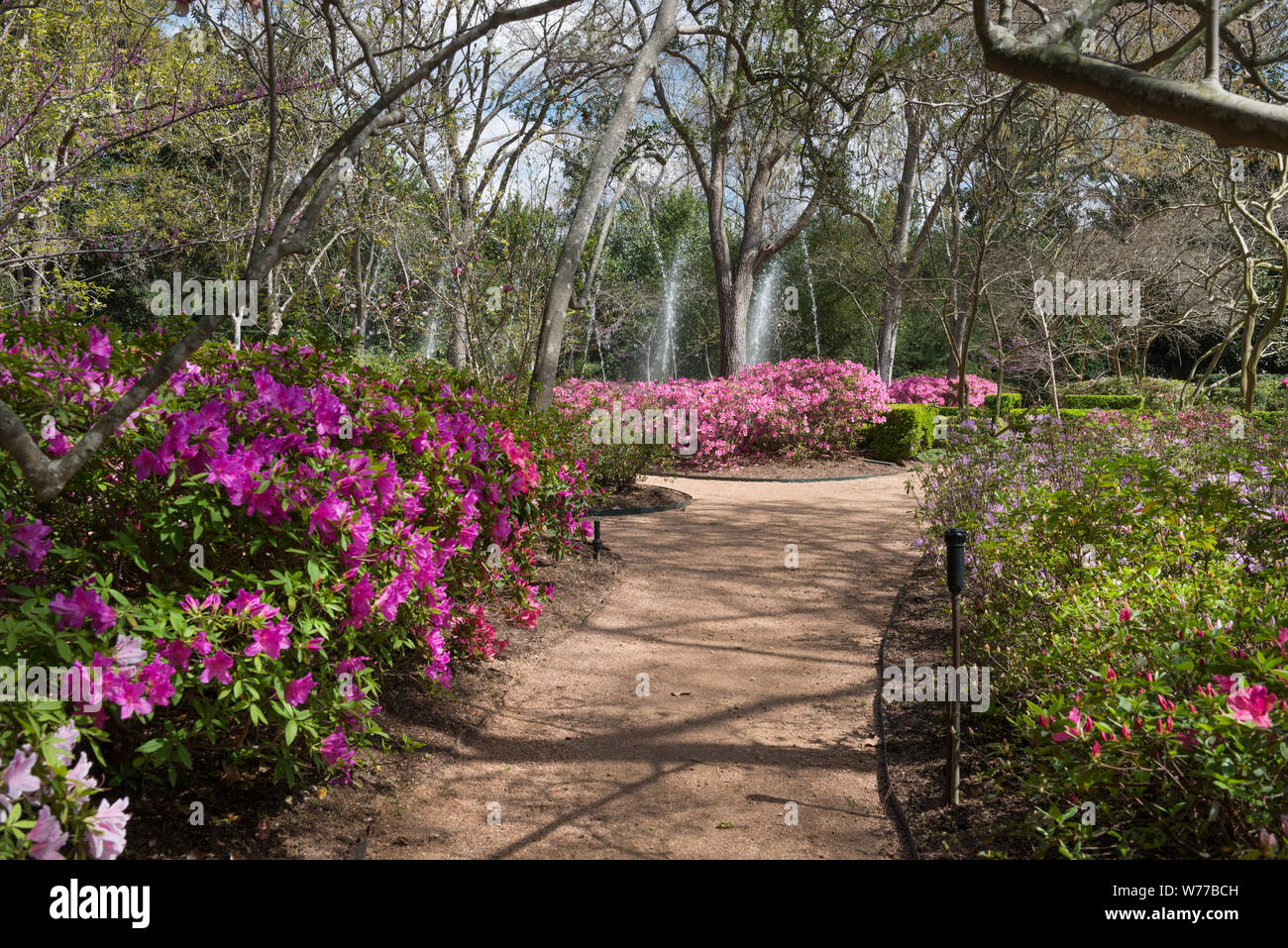 Einen schönen Garten Pfad am Bayou Bend Sammlung und Gärten in der River Oaks Nachbarschaft von Houston, Texas, physische Beschreibung: 1 Foto: digital, tiff-Datei, Farbe. Hinweise: Über 50 Jahre, Philanthrop und Kunstsammler Ima Hogg eine Sammlung amerikanischer Malerei und dekorative Stücke im gesamten Bayou Bend, das Haus entlang einer Umdrehung in Buffalo Bayou, wo sie von 1928 bis 1965 lebte angesammelt. Fräulein Hogg später schenkte ihre chome Sammlung, und Gärten, das Museum der feinen künste, Houston.; Titel, Datum, Schlüsselwörter auf Informationen, die von den Fotografen zur Verfügung gestellt wurden.; Geschenk; Die lyda Hill Stockfoto