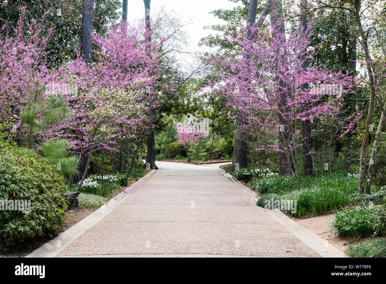 Einen schönen Garten Pfad am Bayou Bend Sammlung und Gärten in der River Oaks Nachbarschaft von Houston, Texas, physische Beschreibung: 1 Foto: digital, tiff-Datei, Farbe. Hinweise: Über 50 Jahre, Philanthrop und Kunstsammler Ima Hogg eine Sammlung amerikanischer Malerei und dekorative Stücke im gesamten Bayou Bend, das Haus entlang einer Umdrehung in Buffalo Bayou, wo sie von 1928 bis 1965 lebte angesammelt. Fräulein Hogg später schenkte ihre chome Sammlung, und Gärten, das Museum der feinen künste, Houston.; Titel, Datum, Schlüsselwörter auf Informationen, die von den Fotografen zur Verfügung gestellt wurden.; Geschenk; Die lyda Hill Stockfoto