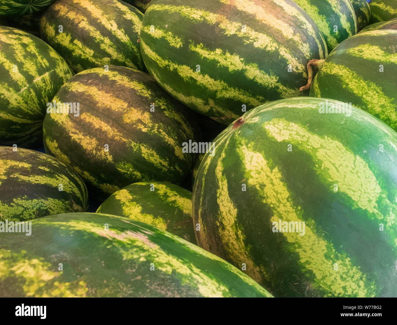 Zeilen von frischem Grün gestreiften Wassermelonen auf dem Markt Zähler angehäuft. Stockfoto