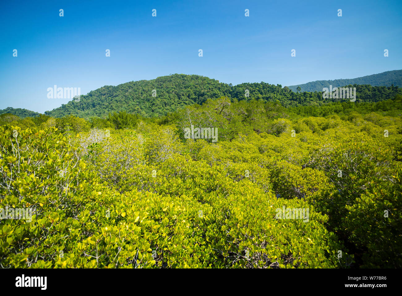 Betrachtungswinkel von Mangrovenwald. Thailand, Koh Chang Insel. Stockfoto