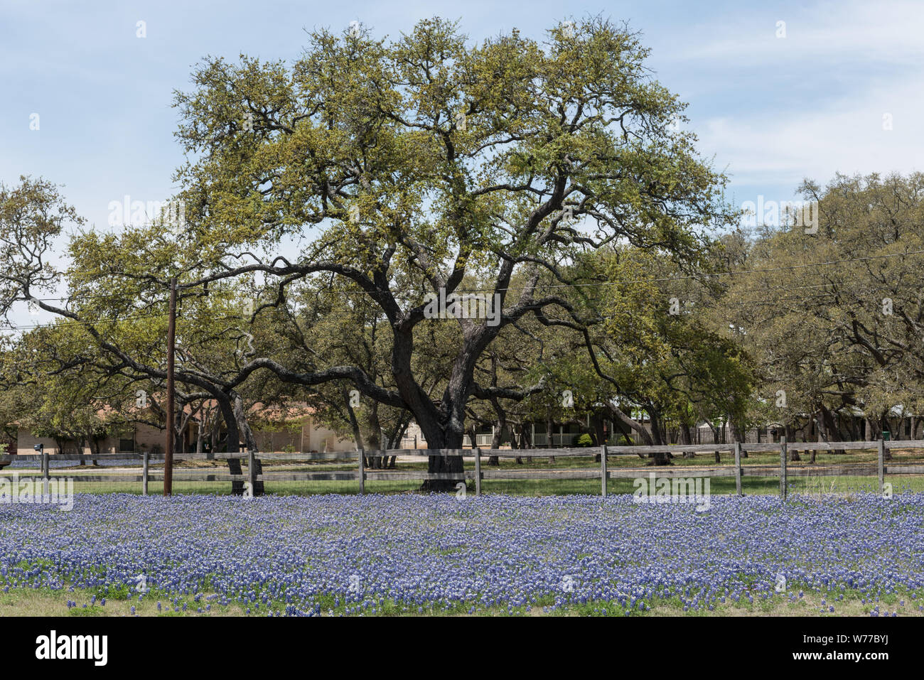 Eine Fülle von der Texas State Flower, subtile Bluebonnets, in einem Bereich, in Boerne, Texas, westlich von San Antonio, physische Beschreibung: 1 Foto: digital, tiff-Datei, Farbe. Hinweise: Titel von ähnlichen Foto in der gleichen Gruppe.; Geschenk; Die lyda Hill Foundation; 2014; (DLC/PP 2014: 054).; Teil: Lyda Hill Texas Sammlung von Fotografien in Carol M. Highsmith ist Amerika Projekt in der Carol M. Highsmith Archiv.; Stockfoto