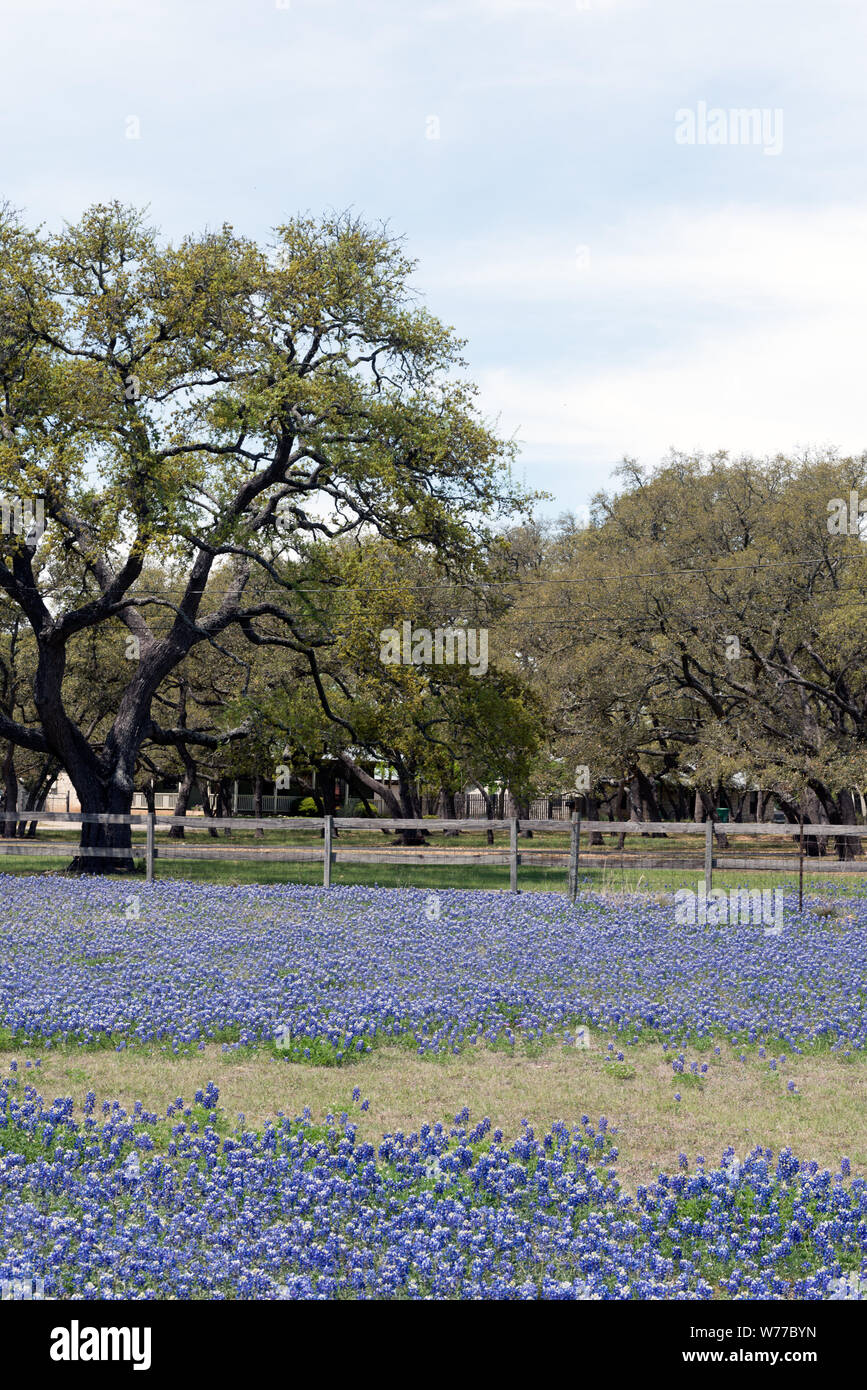 Eine Fülle von der Texas State Flower, subtile Bluebonnets, in einem Bereich, in Boerne, Texas, westlich von San Antonio, physische Beschreibung: 1 Foto: digital, tiff-Datei, Farbe. Hinweise: Titel von ähnlichen Foto in der gleichen Gruppe.; Geschenk; Die lyda Hill Foundation; 2014; (DLC/PP 2014: 054).; Teil: Lyda Hill Texas Sammlung von Fotografien in Carol M. Highsmith ist Amerika Projekt in der Carol M. Highsmith Archiv.; Stockfoto