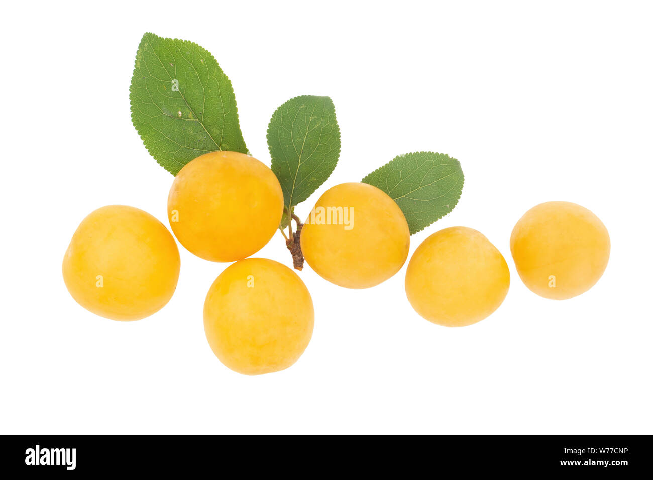 Kleine gelbe Pflaumen, ähnlich Mirabelle. Erbe Obst. Stockfoto