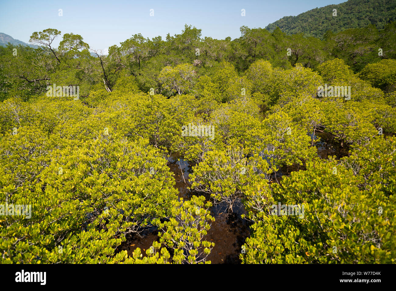Betrachtungswinkel von Mangrovenwald. Thailand, Koh Chang Insel. Stockfoto