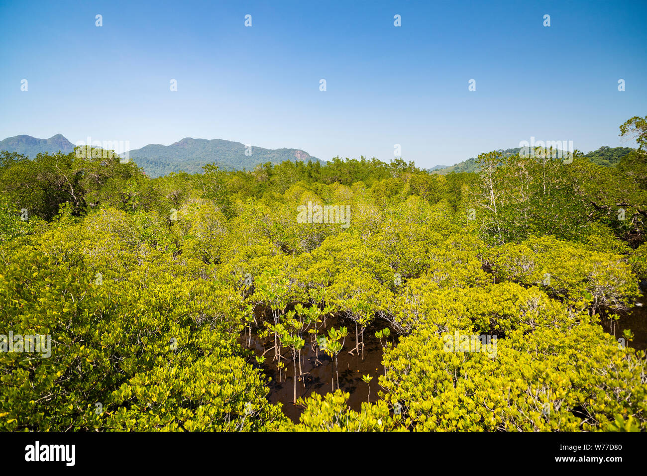Betrachtungswinkel von Mangrovenwald. Thailand, Koh Chang Insel. Stockfoto