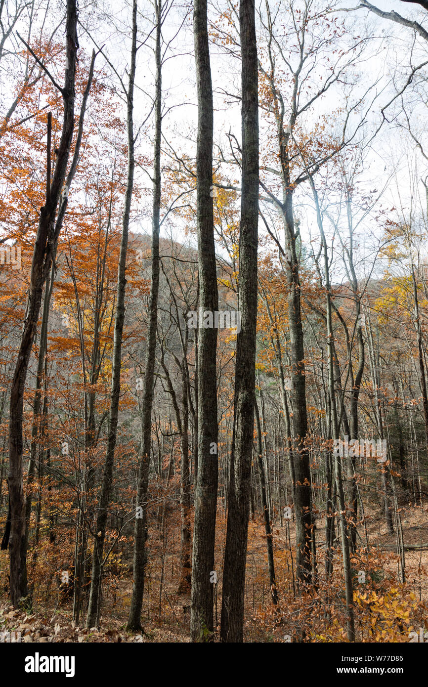 Ein kleiner Teil der Fanny Bennett Hemlock Grove auf der einen Seite von Spruce Knob, West Virginia höchster Berg, in Pendleton County physikalische Beschreibung: 1 Foto: digital, tiff-Datei, Farbe. Anmerkungen: Der Ständer ist eine der wenigen verbliebenen Patches von Wald in West Virginia, die nahezu kahle Bäume wurde nach aggressive Logging im späten 19. und frühen 20. Jahrhundert. Diese Bäume sind alt und ziemlich groß, aber hemlocks "Gurt nicht mit denen von vielen anderen Baumarten vergleichen. Dieses 65-Hektar großen Olivenhain entging Protokollierung über die Stubborness und Wachsamkeit der eigenen Stockfoto