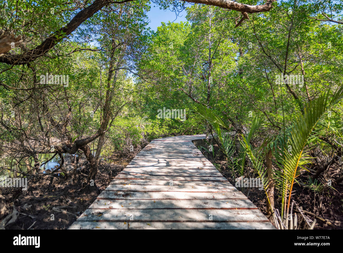 Der Weg zu den Mangroven von holzbohlen niedergeworfene zusammen. Koh Chang Insel, Thailand. Stockfoto