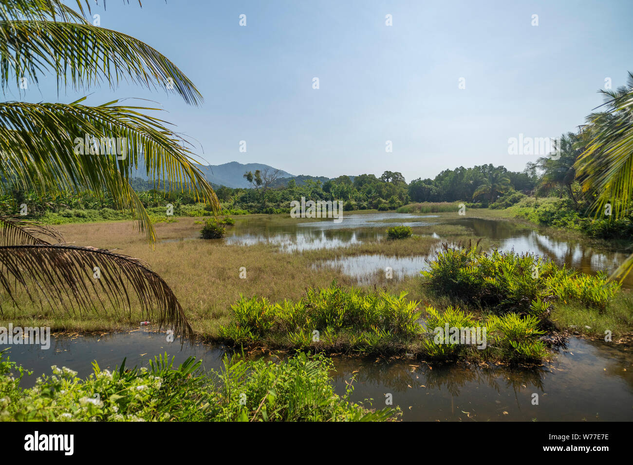 Kaff in der Nähe von Mangrovenwäldern. Thailand, Koh Chang Insel. Stockfoto
