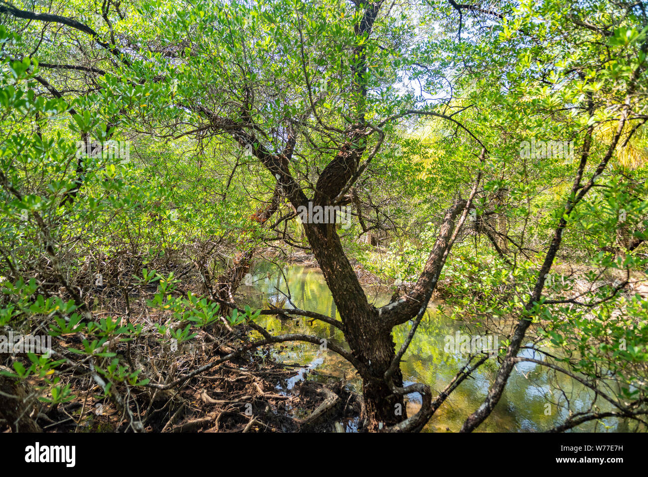 Betrachtungswinkel von Mangrovenwald. Thailand, Koh Chang Insel. Stockfoto