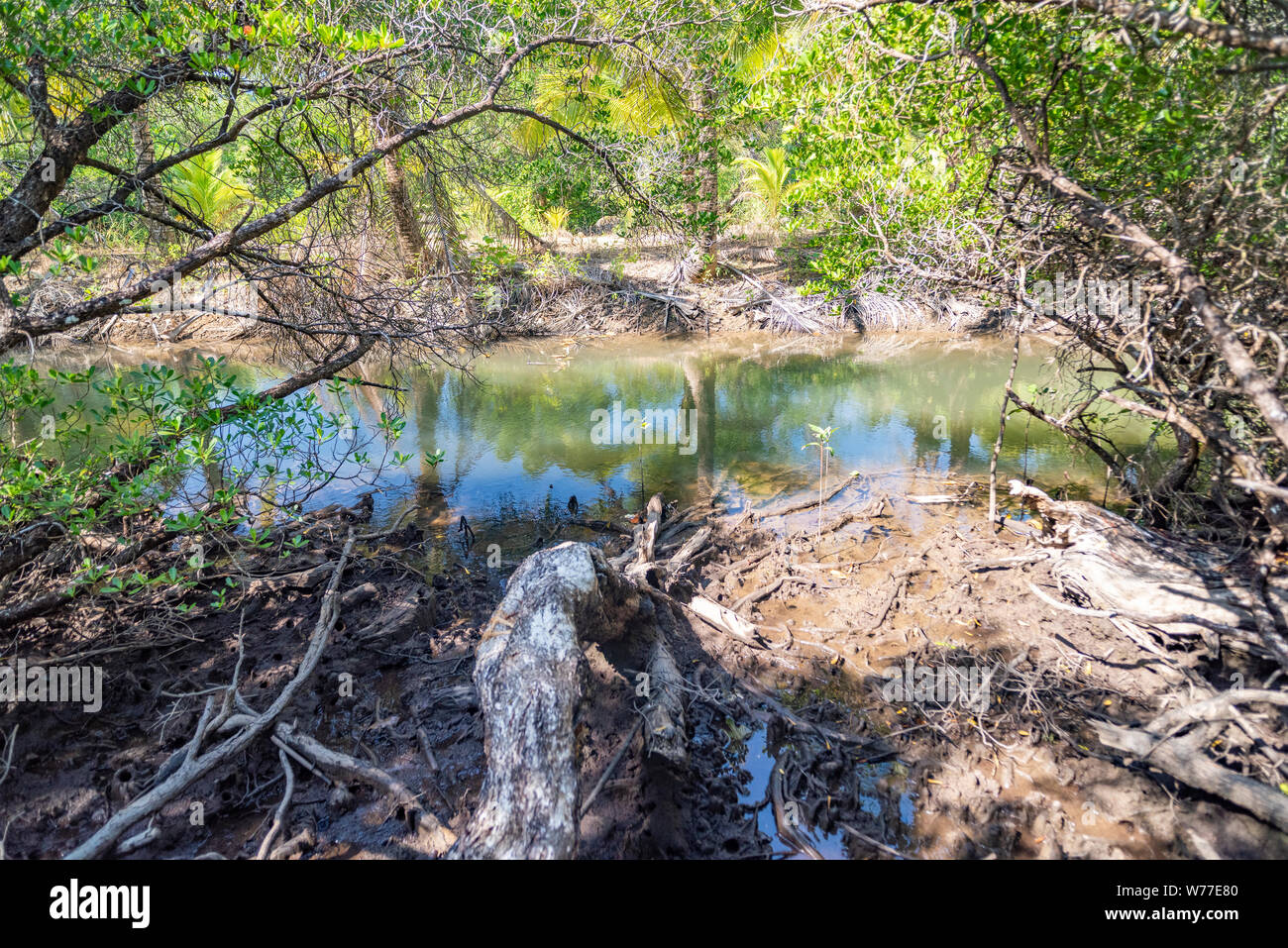 Betrachtungswinkel von Mangrovenwald. Thailand, Koh Chang Insel. Stockfoto